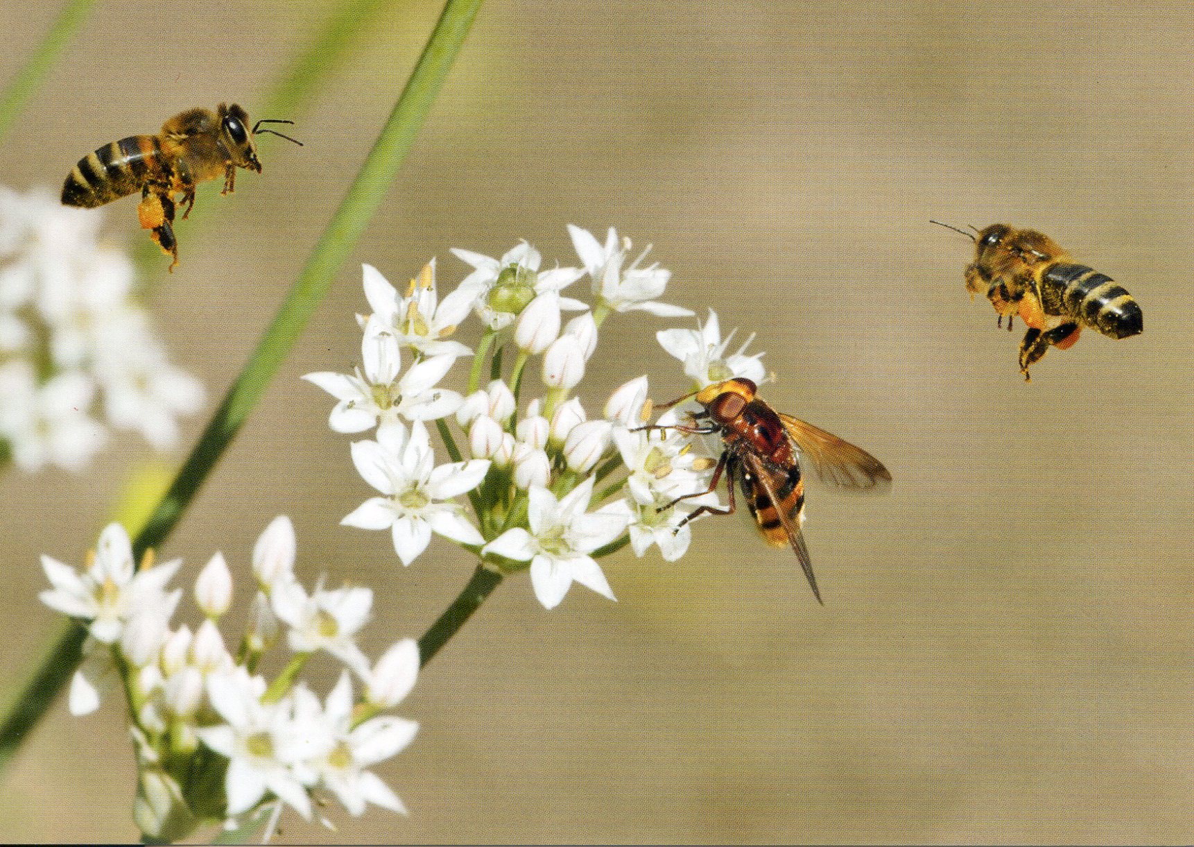 Bienen mit Blüte